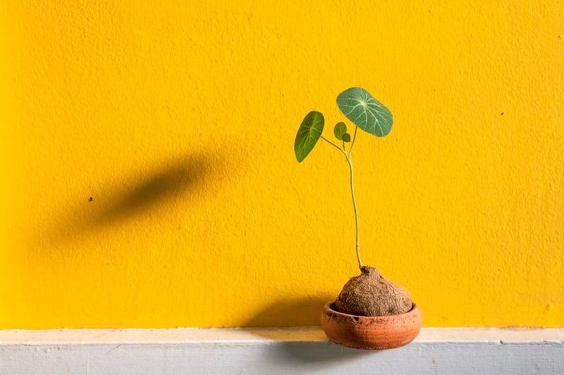 Upcycled Planters